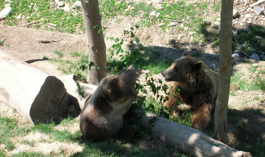 Visita el parque de los osos