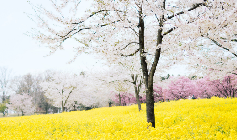 La primavera es una de las épocas más hermosas y recomendables para viajar a Japón